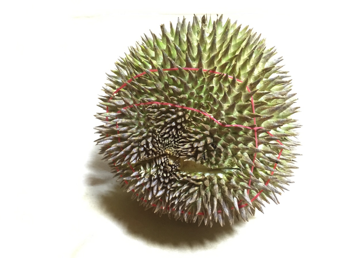 Red Meat Durian - Outer fruit view - bottom