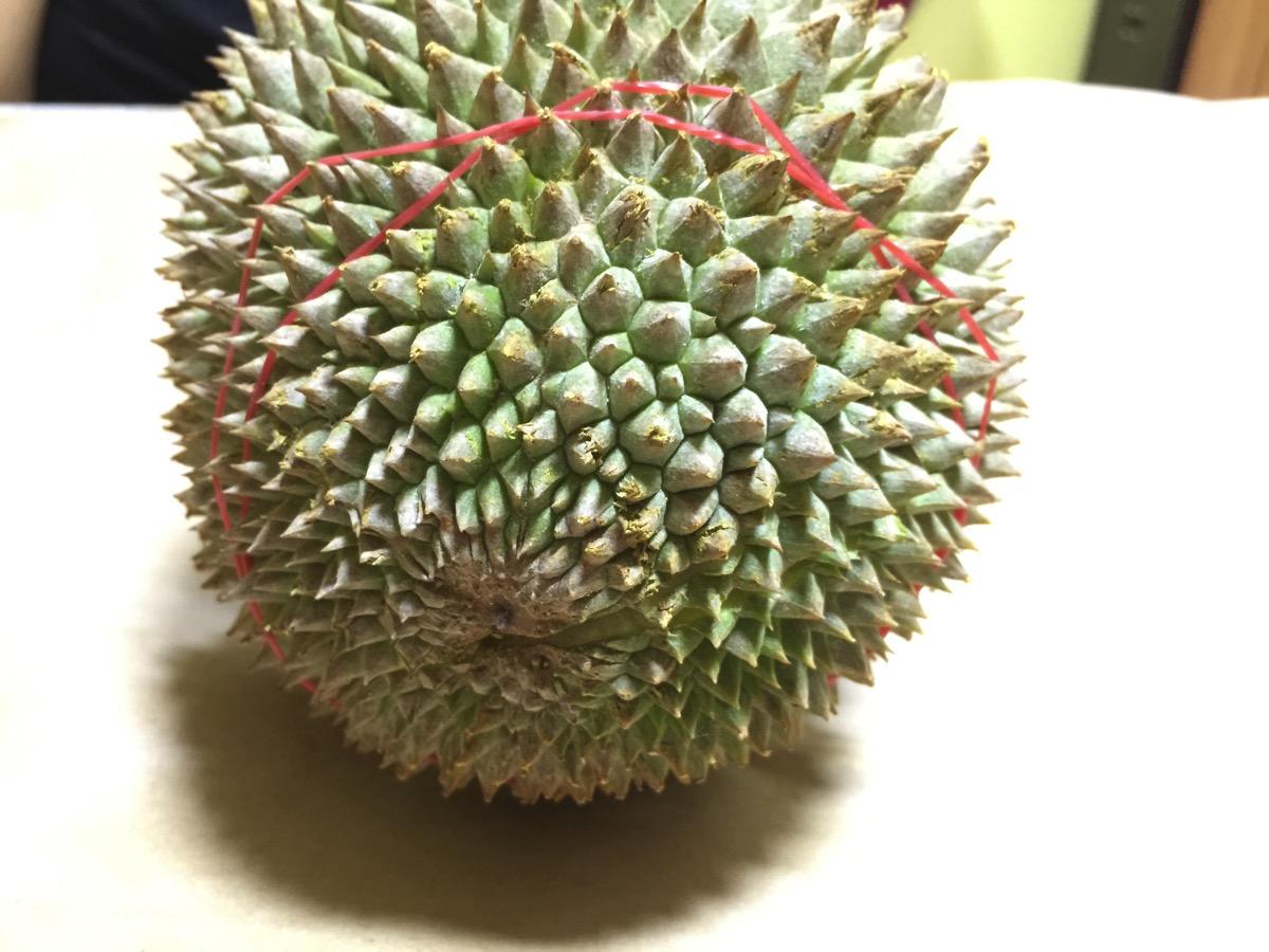Small Seed Durian - Outer fruit view - bottom