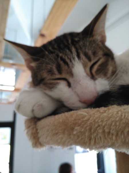 TheCatCafe - Cat asleep