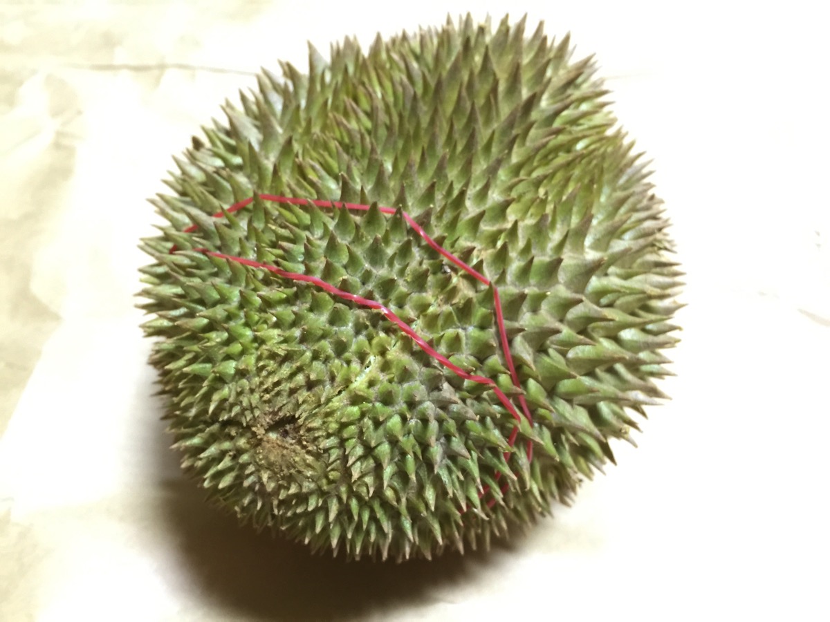 Golden Phoenix Durian - Outer fruit view - bottom