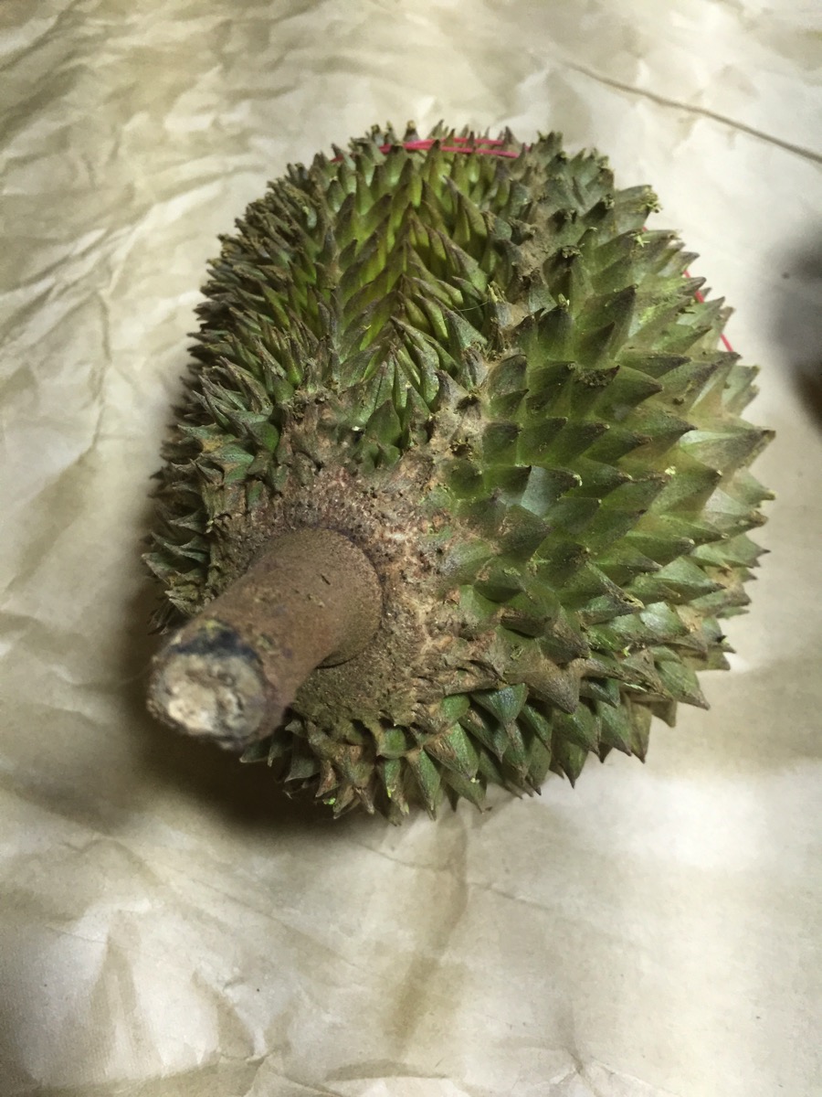 Maoshang Wang Durian - Outer fruit view - top 2