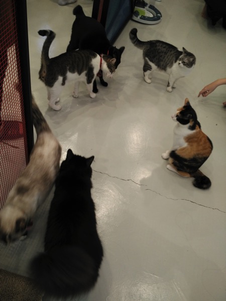 TheCatCafe - Cats playground