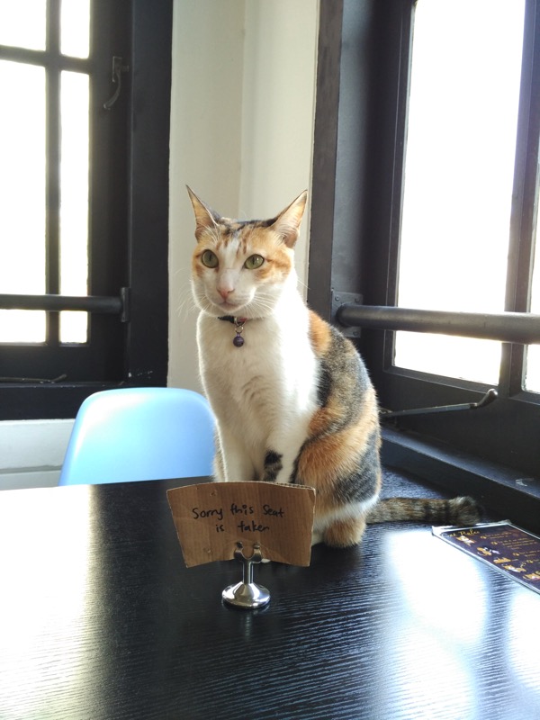 TheCatCafe - Standing cat