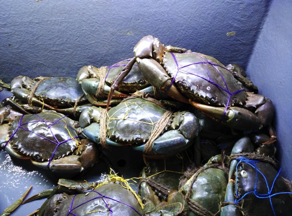 Jing Long Seafood Restaurant - Sri Lanka Crabs